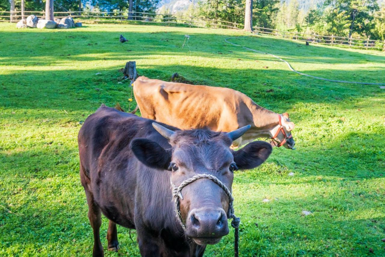 Вілла Sweetwater Lane Farm Mount Currie Екстер'єр фото